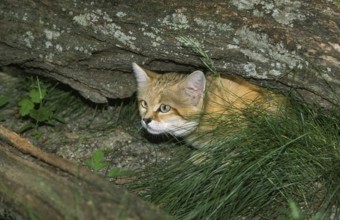 Sand Cat (felis margarita), Adult Hidding under Branch