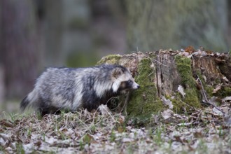 Marderhund, Nyctereutes procyonoides, common raccoon dog