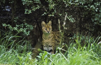 Serval (leptailurus serval), Adult standing in Long Grass