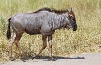 Junges Streifengnu im Kruger NP, S