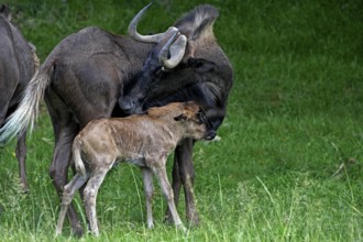 Black Wildebeest (connochaetes gnou), Female with Calf standing on Grass