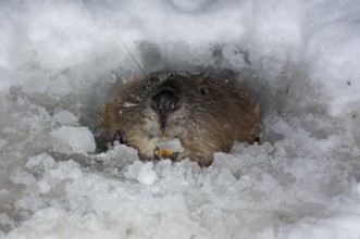 European beaver (Castor fiber), in Eisloch, Rosenheim, Bavaria, Germany, Europe