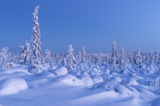 Snow-covered landscape at dusk, Norrbotten, Lapland, Sweden, February 2013, Europe