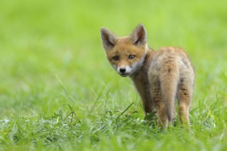 Fox cub, Vulpes vulpes, Germany, Europe