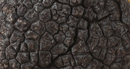 Perigord Truffle (tuber melanosporum), Mushrooms
