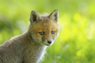 Fox cub, Vulpes vulpes, Germany, Europe