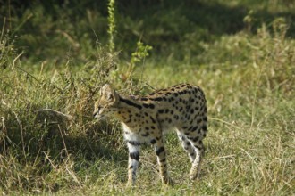 Serval (leptailurus serval), Adult, Masai Mara Park in Kenya