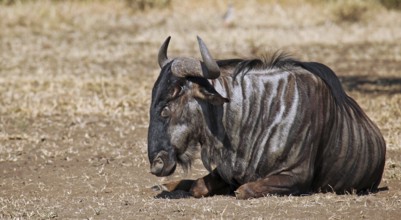 Streifengnu im Kruger NP, S