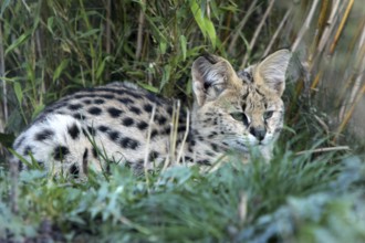 Serval