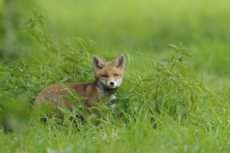 Fox cub, Vulpes vulpes, Germany, Europe