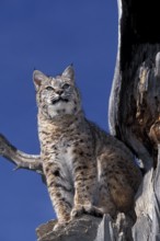 BOBCAT (lynx rufus), ADULT ON TREE, LOOKING AROUND, CANADA