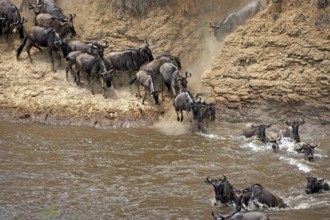 Blue Wildebeest (connochaetes taurinus), Herd migrating, Crossing Mara River, Masai Mara Park in