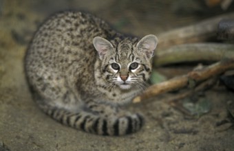 Geoffroy's cat, oncifelis geoffroyi, adult