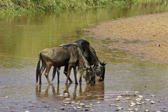 Blue wildebeest (connochaetes taurinus), adult drinking at the river, Masai Mara Park in Kenya
