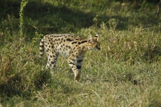 Serval (leptailurus serval), Masai Mara Park in Kenya