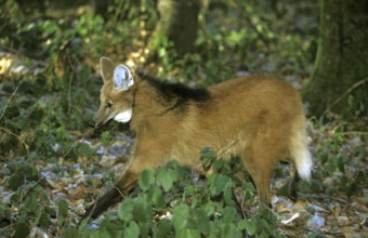 Maned Wolf (chrysocyon brachyurus), Adult