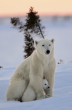 Polar bears (Ursus maritimus), female and young, 3 months, Wapusk National Park, Churchill,