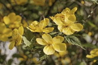 Kerria japonica, Japanese Kerrie
