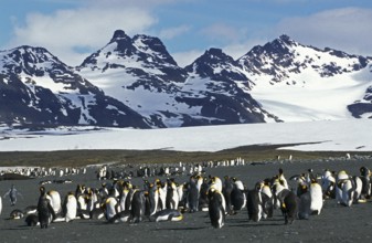 KING great penguins (aptenodytes) patagonica, COLONY IN SALISBURY PLAIN, SOUTH GEORGIA