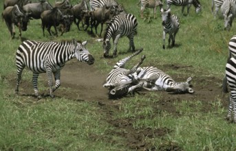 BURCHELL'S ZEBRA (equus burchelli), PAIR HAVING DUST BATH, KENYA