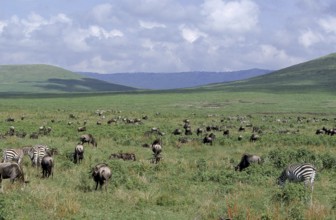 Blue wildebeest (connochaetes taurinus), with Burchell's Zebra, equus burchelli, Herd at