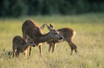 Roe Deer doe and fawns in a forest meadow (european roe deer (Capreolus capreolus)