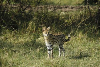 Serval (leptailurus serval), Adult, Masai Mara Park in Kenya