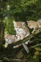 Sand Cat (felis margarita), Female with Youngs standing on Branch