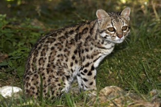 Tiger Cat or Oncilla (leopardus tigrinus), Adult sitting on Grass