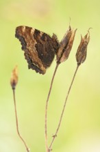 Large tortoiseshell (Nymphalis polychloros) Rhineland-Palatinate, Germany, Europe