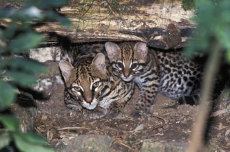 Ocelot (leopardus pardalis), female with young