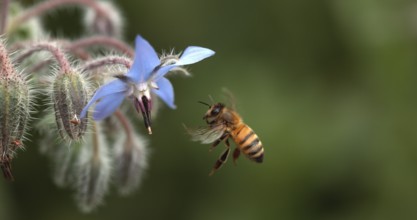 European Honey Bee (apis mellifera), Bee foraging a borage Flower, Insect in Flight, Pollination