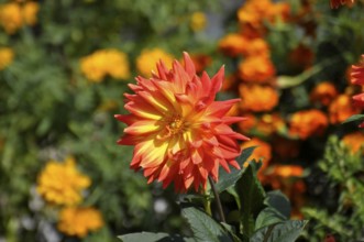Flowering orange dahlias