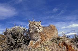 Bobcat (lynx rufus), Adult Laying on Rocks, Canada, North America
