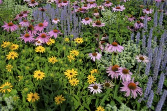 Perennial flowers in the garden, purple cone flower (Echinacea purpurea)
