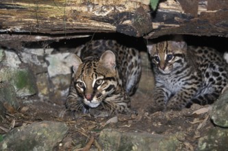 Ocelot (leopardus pardalis), Female with Cub
