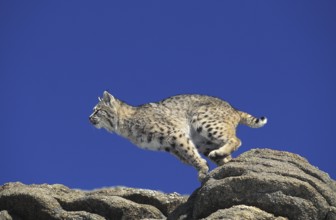 Bobcat (lynx rufus), Adult leaping from Rocks, Canada, North America
