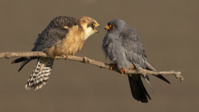 Red-footed Falcon Marital Dispute