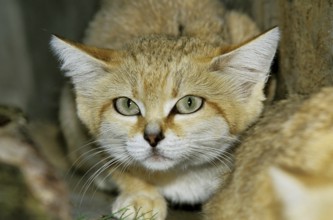 Sand Cat (felis margarita), Head of Adult