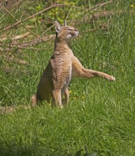 caracal (CARACAL caracal) ADULT SITTNG WITH PAW RAISED