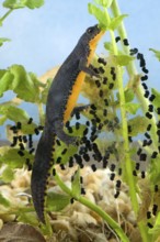 Alpine newt (Triturus alpestris), female