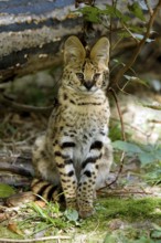 Serval (leptailurus serval)