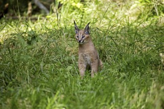 Caracal (caracal caracal), Cub sitting on Grass