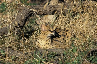 Serval (leptailurus serval)