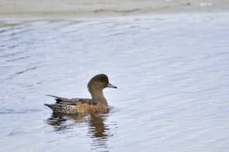 Eurasian wigeon, female, Anas penelope, Eurasian wigeon ? female -