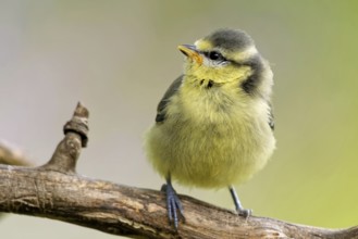 Juvenile blue tit