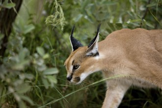 Caracal (caracal caracal), Adult