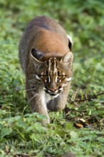 Asian Golden Cat or Temmink's Cat, catopuma temmincki