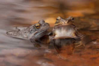 Common frog (Rana temporaria) Rhineland-Palatinate, Germany, Europe