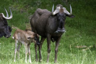 Black wildebeest (connochaetes gnou), Female with Young